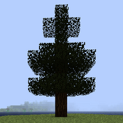 Дерево сосны.png